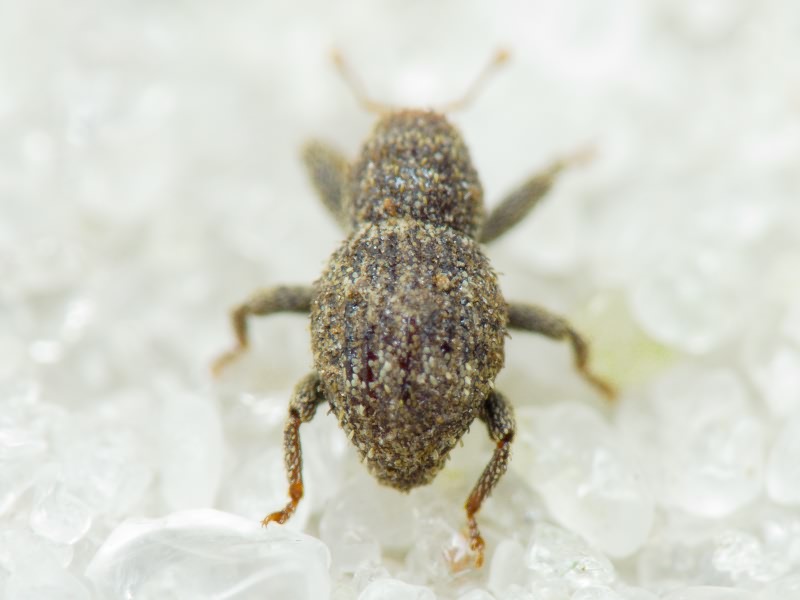 Acalles (Acalles) echinatus (Germar, 1824)